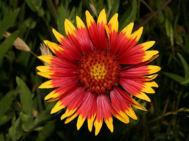 Gaillardia firewheels discount